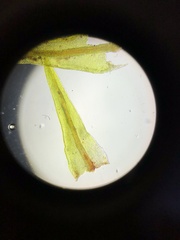 Geheebia tophacea