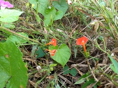 Ipomoea rubriflora