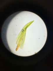 Geheebia tophacea