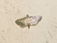 Cnaphalocrocis trebiusalis