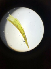 Geheebia tophacea