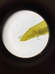 Geheebia tophacea
