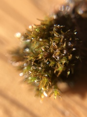 Geheebia tophacea