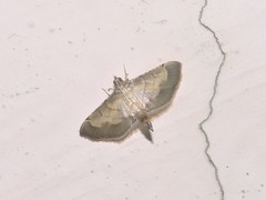 Cnaphalocrocis trebiusalis