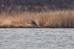 Cervus nippon yesoensis