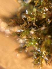 Geheebia tophacea