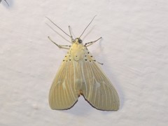 Asota producta