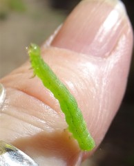 Chrysodeixis subsidens