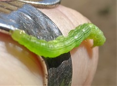 Chrysodeixis subsidens