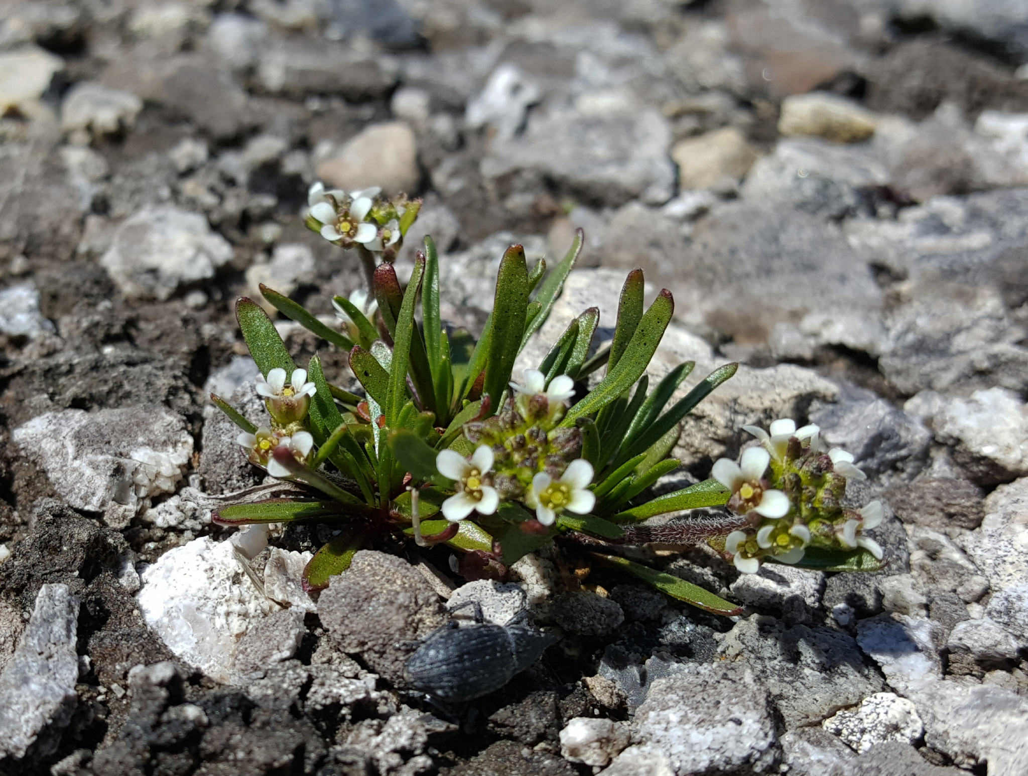 Braya fernaldii