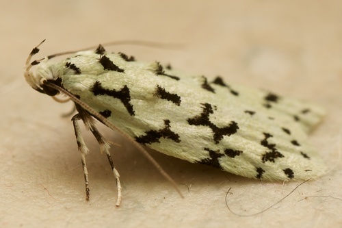 Izatha huttonii photo 6