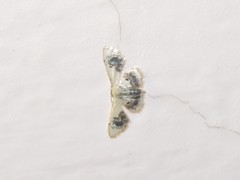Idaea macrospila