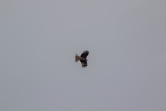 Milvus migrans lineatus