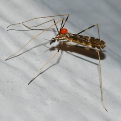 Erioptera