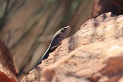 Liopholis personata