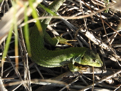 Lacerta diplochondrodes