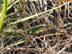 Lacerta diplochondrodes