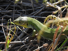 Lacerta diplochondrodes