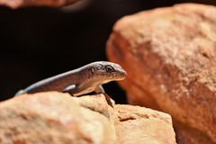 Liopholis personata