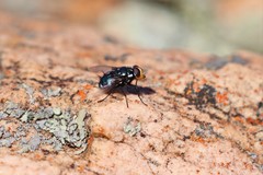 Amenia chrysame