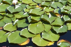 Nymphaea nouchali caerulea