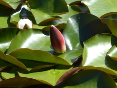 Nymphaea nouchali caerulea