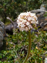 Valeriana italica