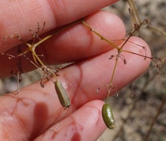 Palimbia rediviva