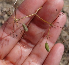 Palimbia rediviva