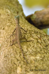 Draco