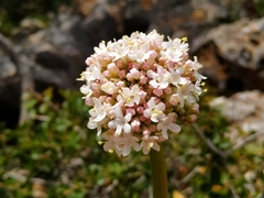 Valeriana italica