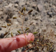 Palimbia rediviva