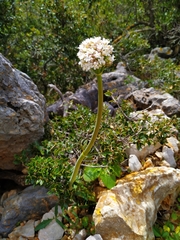 Valeriana italica