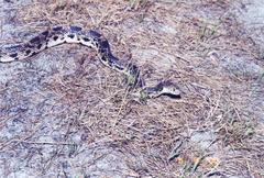 Pituophis melanoleucus