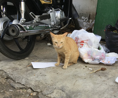 Felis catus