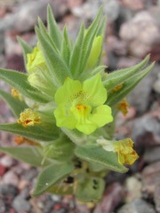 Mohavea breviflora