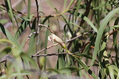 Eremophila bignoniiflora