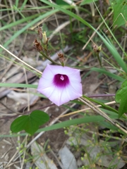 Ipomoea grandifolia