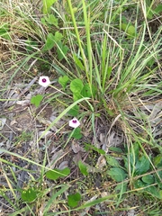 Ipomoea grandifolia