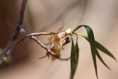 Eremophila bignoniiflora