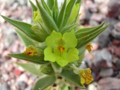 Mohavea breviflora