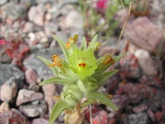 Mohavea breviflora
