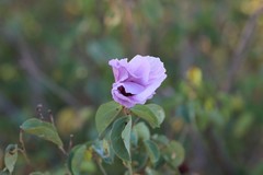 Gossypium sturtianum