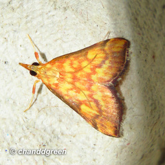Pyrausta ignealis