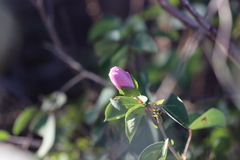 Gossypium sturtianum