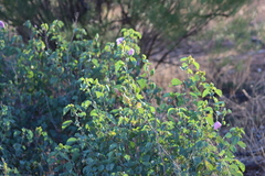 Gossypium sturtianum