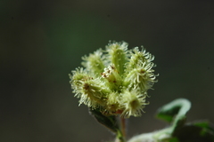 Acanthospermum australe