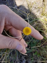 Nidorella podocephala