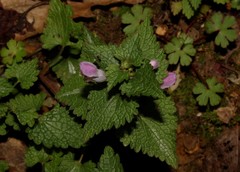 Lamium moschatum