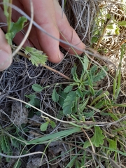 Nidorella podocephala